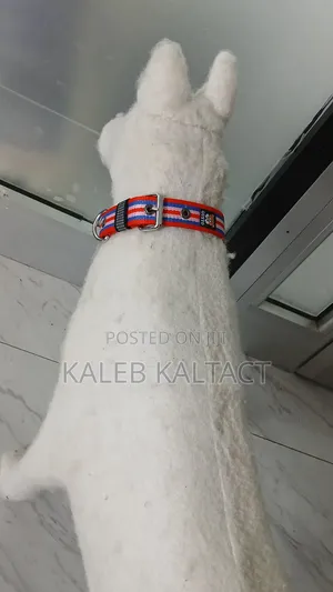 Hevy Duty Adjustable Dog Collars