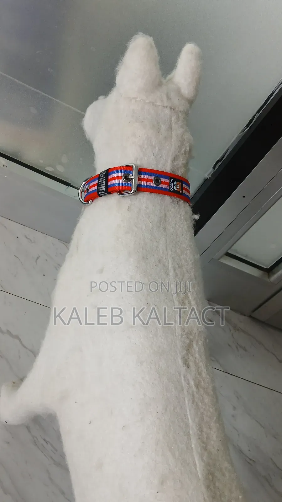 Hevy Duty Adjustable Dog Collars