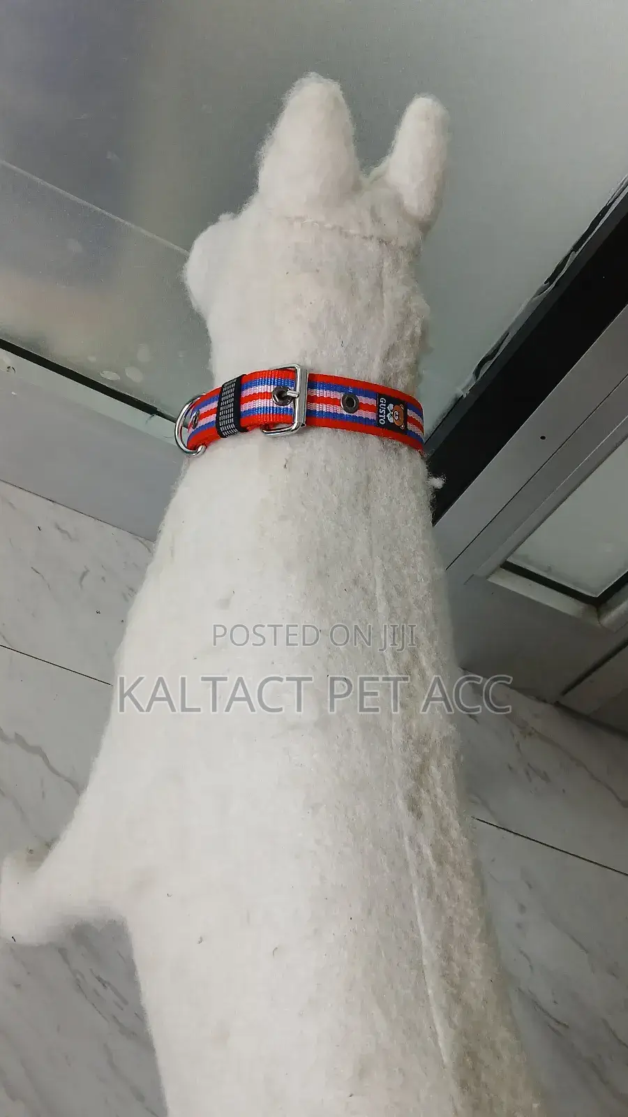 Hevy Duty Adjustable Dog Collars