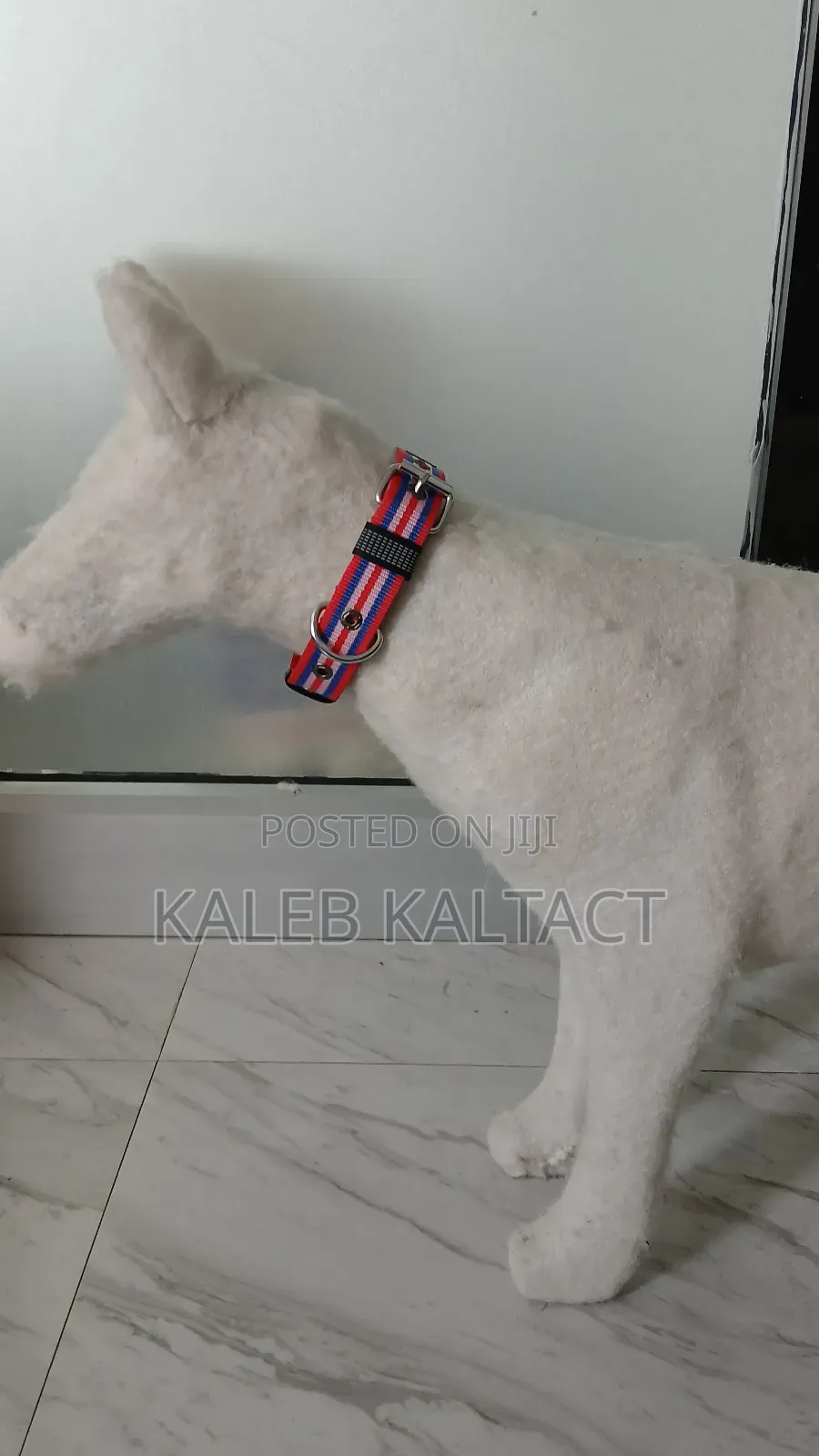 Hevy Duty Adjustable Dog Collars