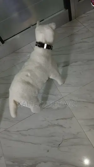 Fancy Collars for Puppets