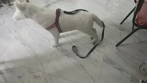 Dog Chest /Strap/Harnesses