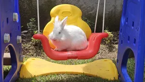 Photo - Rabit( ጥንቸል)