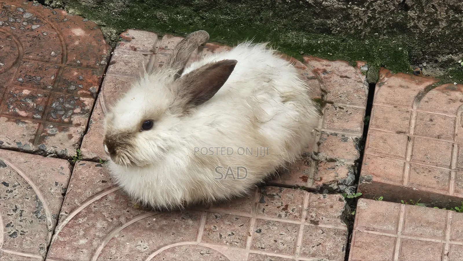 Rabit( ጥንቸል)