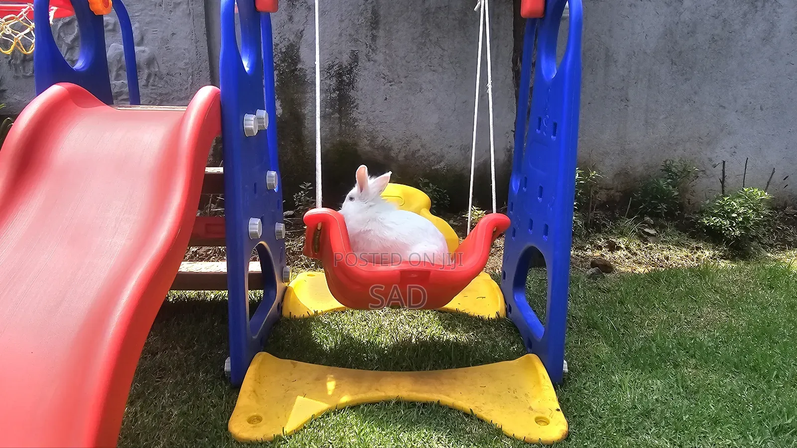 Rabit( ጥንቸል)