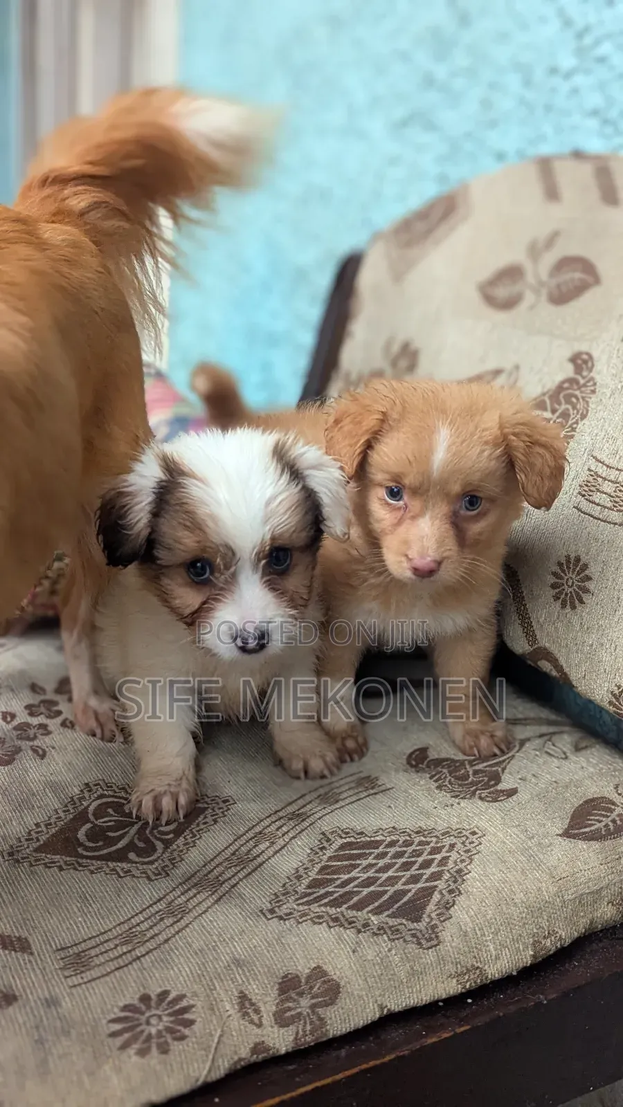 1-3 months Female Purebred Chihuahua