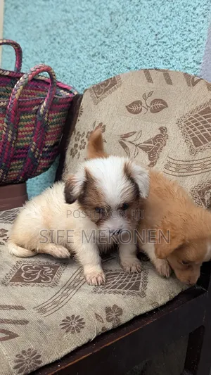 1-3 months Female Purebred Chihuahua