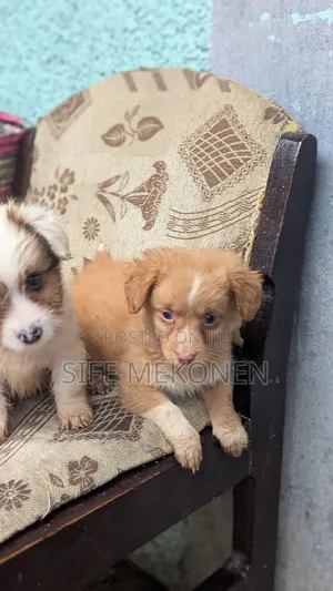 1-3 months Female Purebred Chihuahua