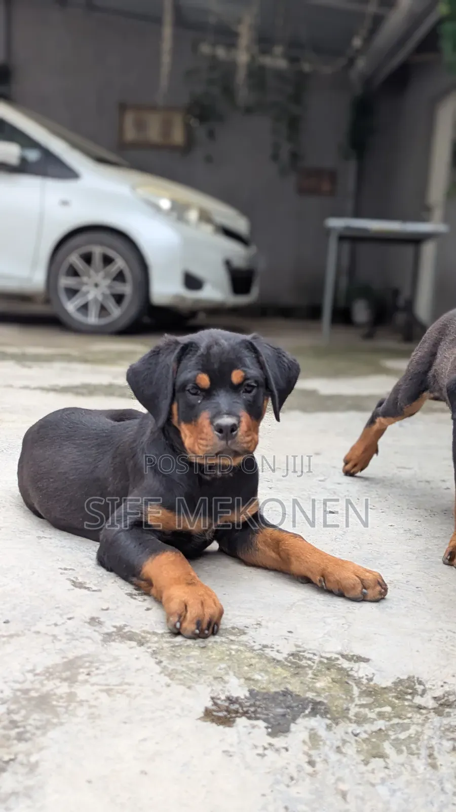 1-3 months Male Purebred Rottweiler