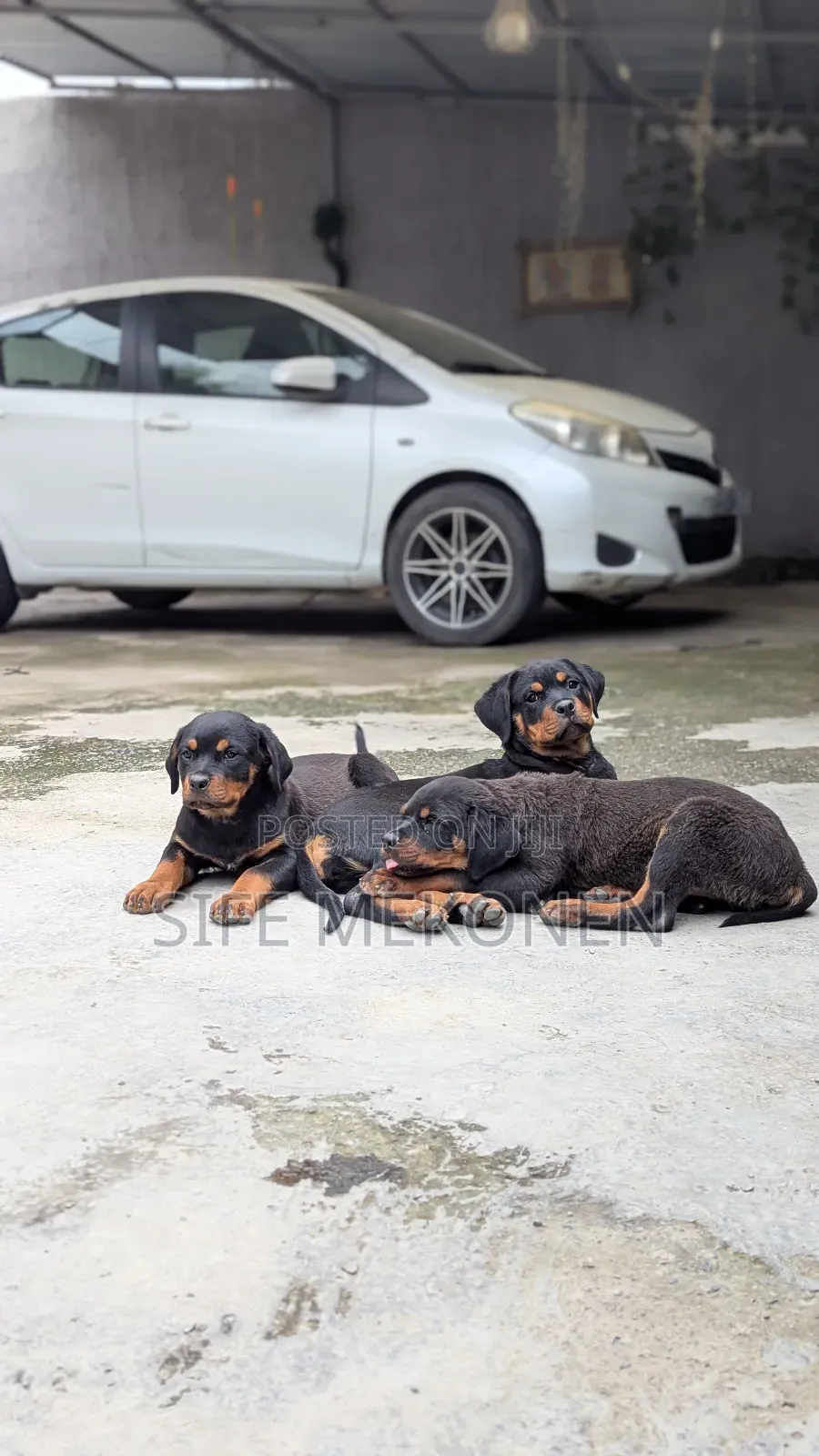 1-3 months Male Purebred Rottweiler