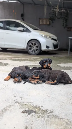 1-3 months Male Purebred Rottweiler