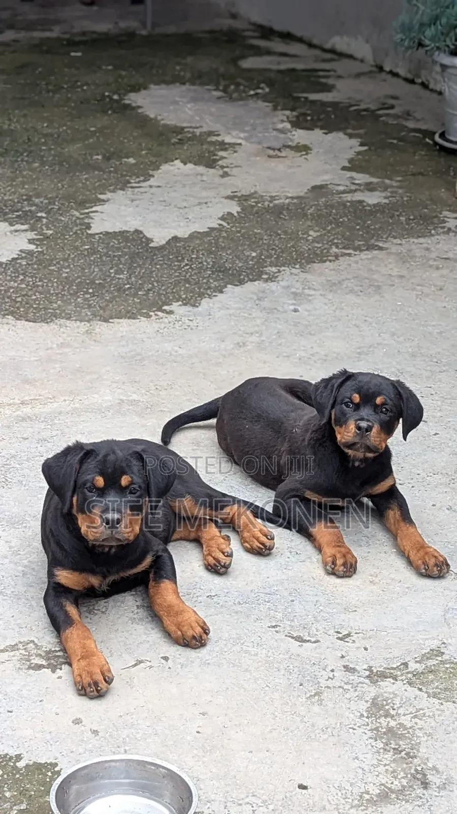 1-3 months Male Purebred Rottweiler