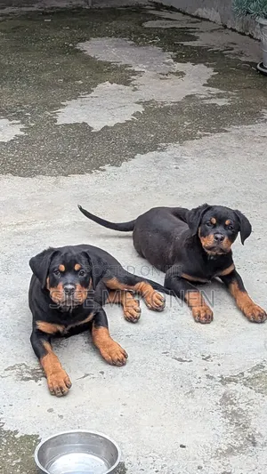 Photo - 1-3 months Male Purebred Rottweiler