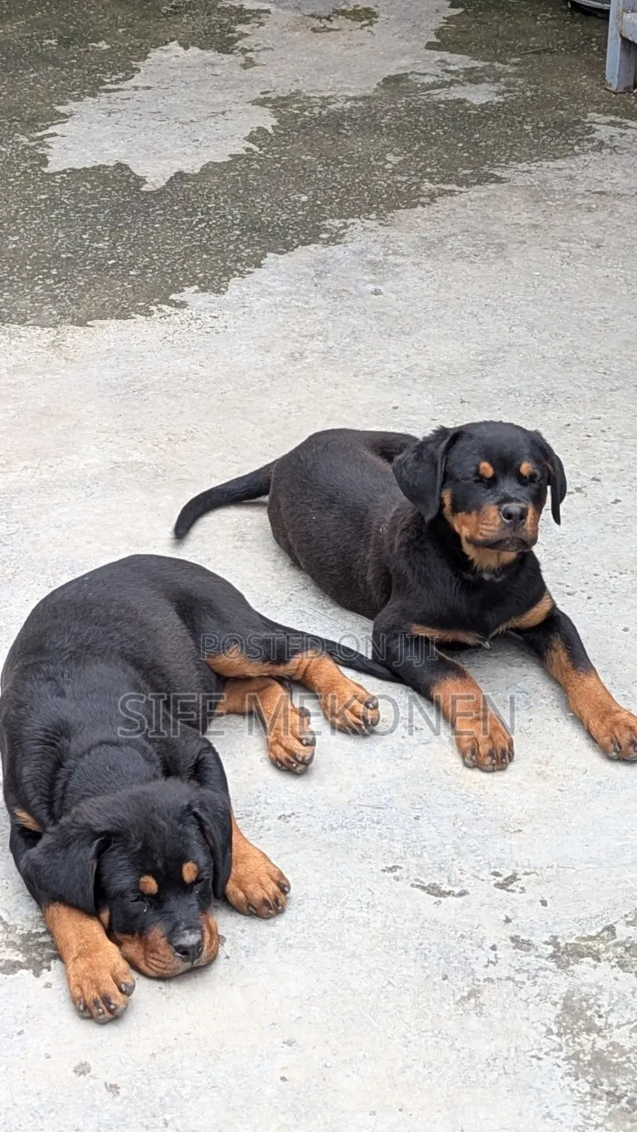 1-3 months Male Purebred Rottweiler