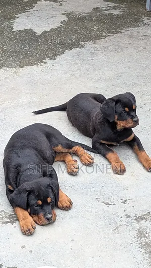 1-3 months Male Purebred Rottweiler