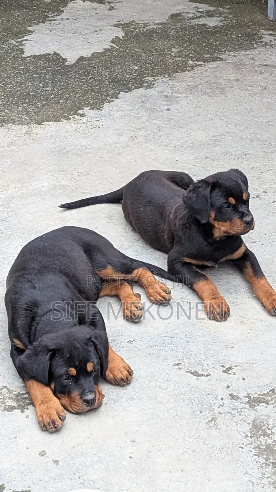 1-3 months Male Purebred Rottweiler