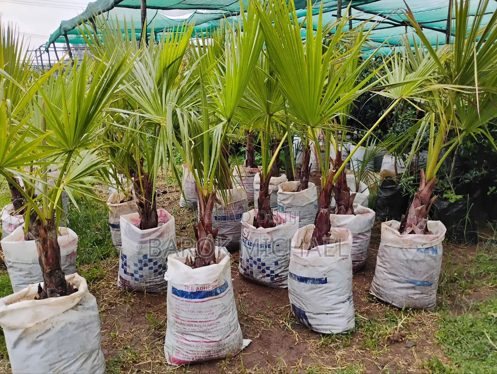 Palm Plants for Sale