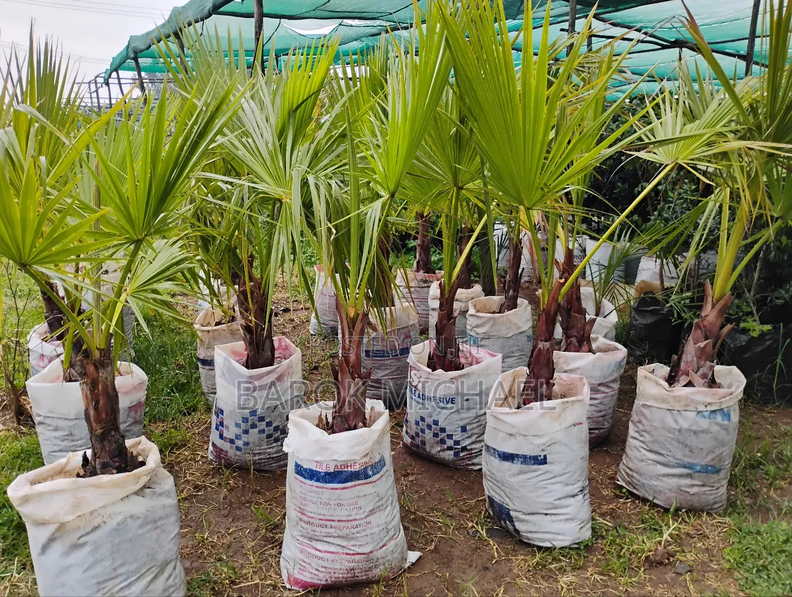 Palm Plants for Sale