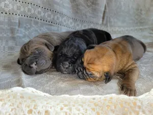 Photo - 1-3 months Male Purebred Cane Corso