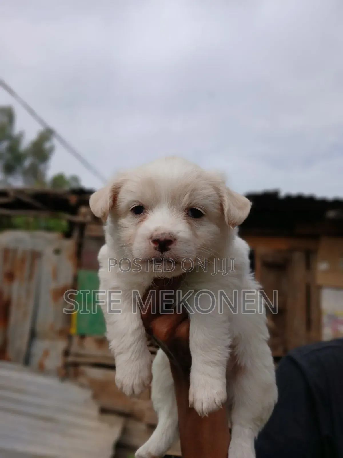 1-3 months Male Purebred Maltese