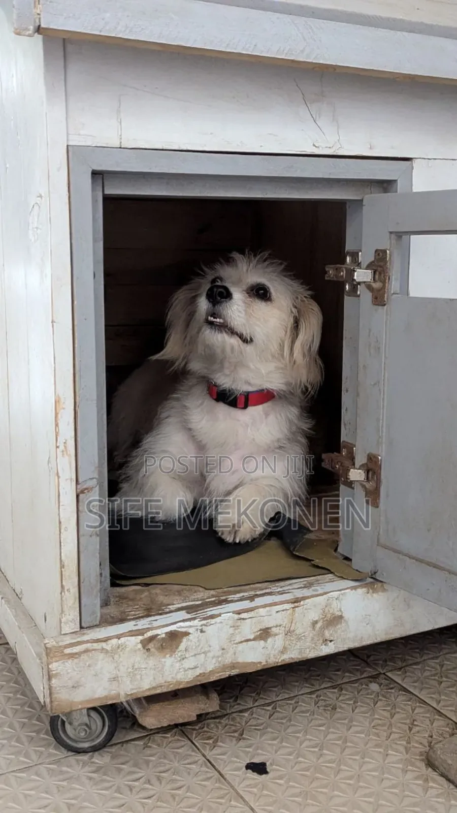 1-3 months Male Purebred Maltese