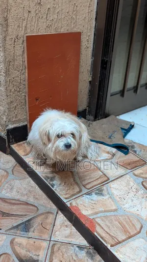 1-3 months Male Purebred Maltese