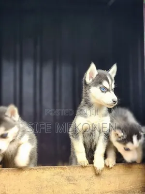 1-3 months Male Purebred Siberian Husky