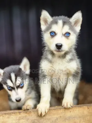 Photo - 1-3 months Male Purebred Siberian Husky