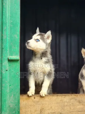 1-3 months Male Purebred Siberian Husky