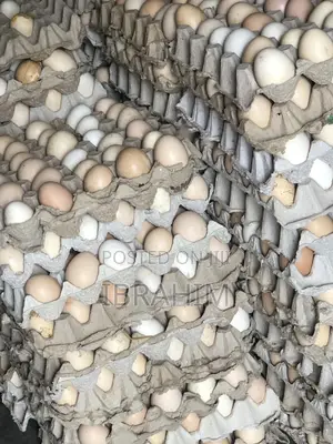 Photo - Chicken Eggs