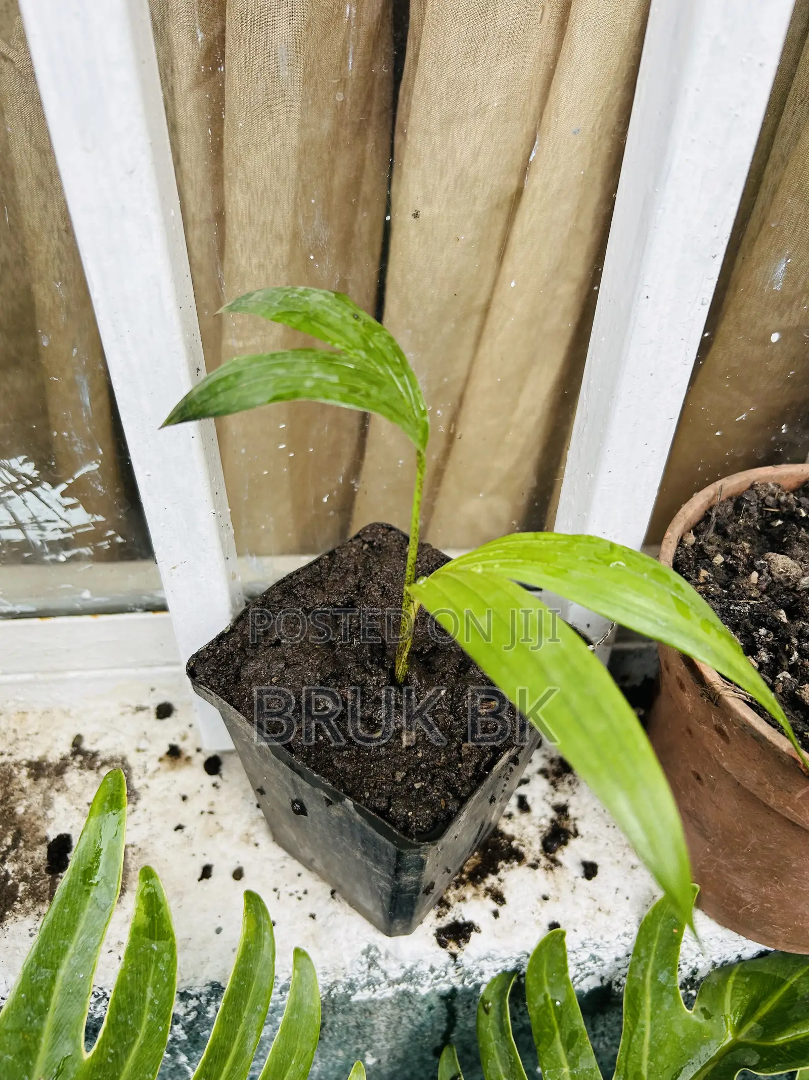 Archintophenix Alexandria Palm Seedlings