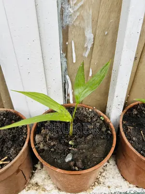 Archintophenix Alexandria Palm Seedlings