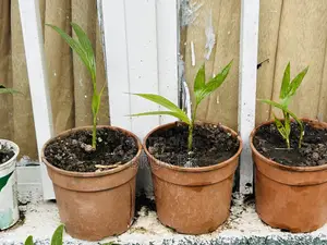 Archintophenix Alexandria Palm Seedlings