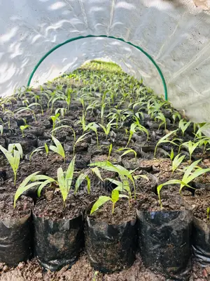 Photo - Archintophenix Alexandria Palm Seedlings