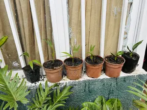 Archintophenix Alexandria Palm Seedlings