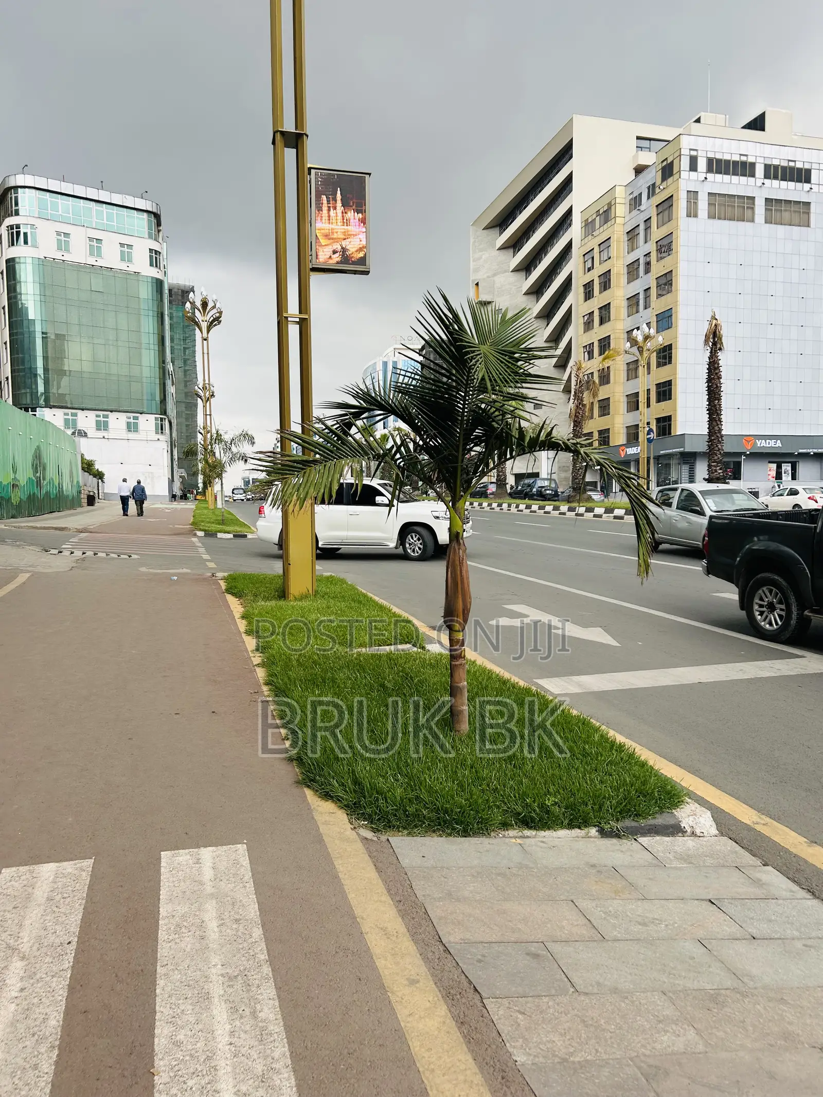 Archintophenix Alexandria Palm Seedlings
