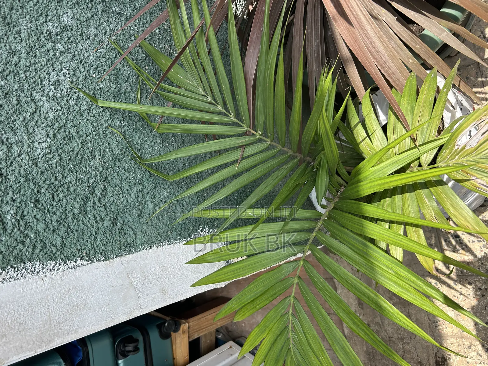 Archintophenix Alexandria Palm Seedlings