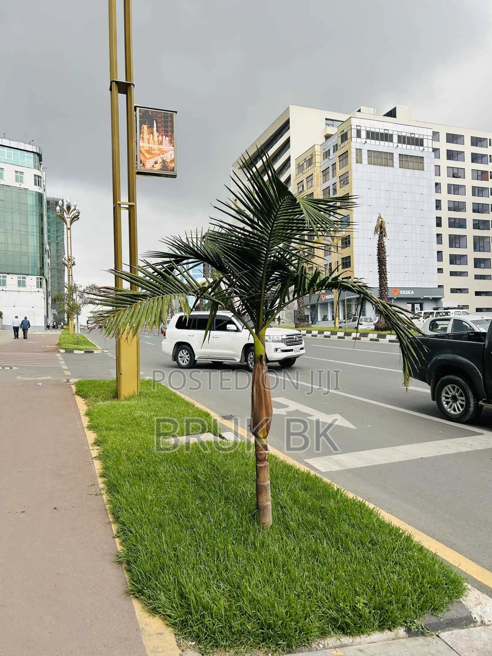 Archintophenix Alexandria Palm Seedlings