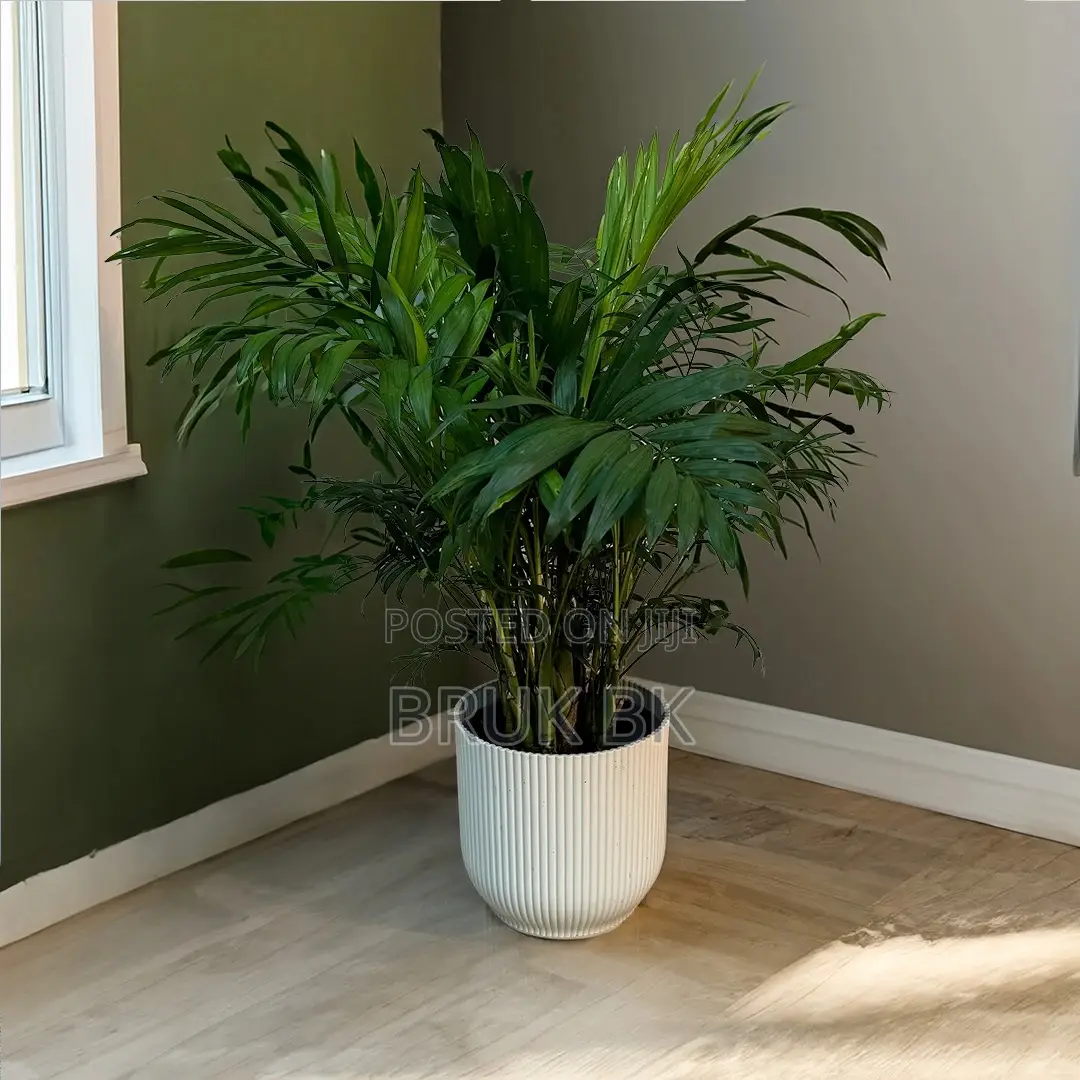 Chamaedorea Palm