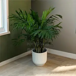 Chamaedorea Palm