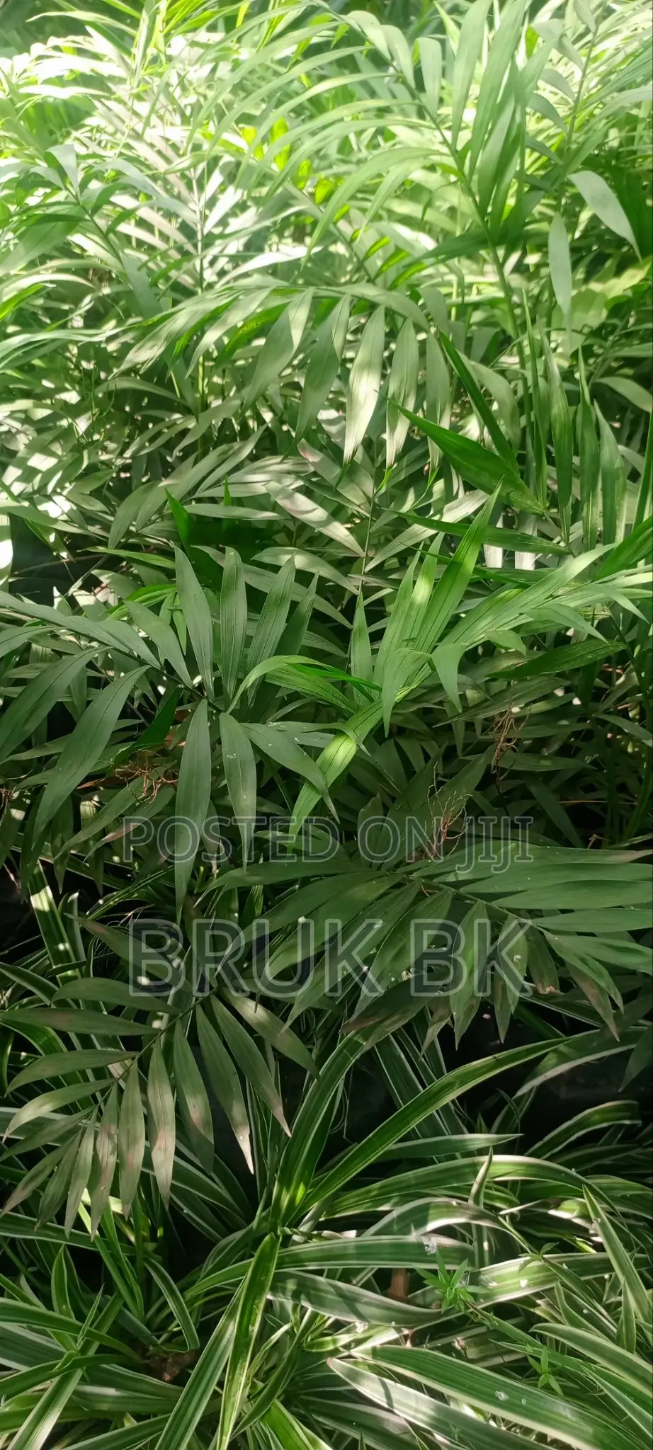 Chamaedorea Palm