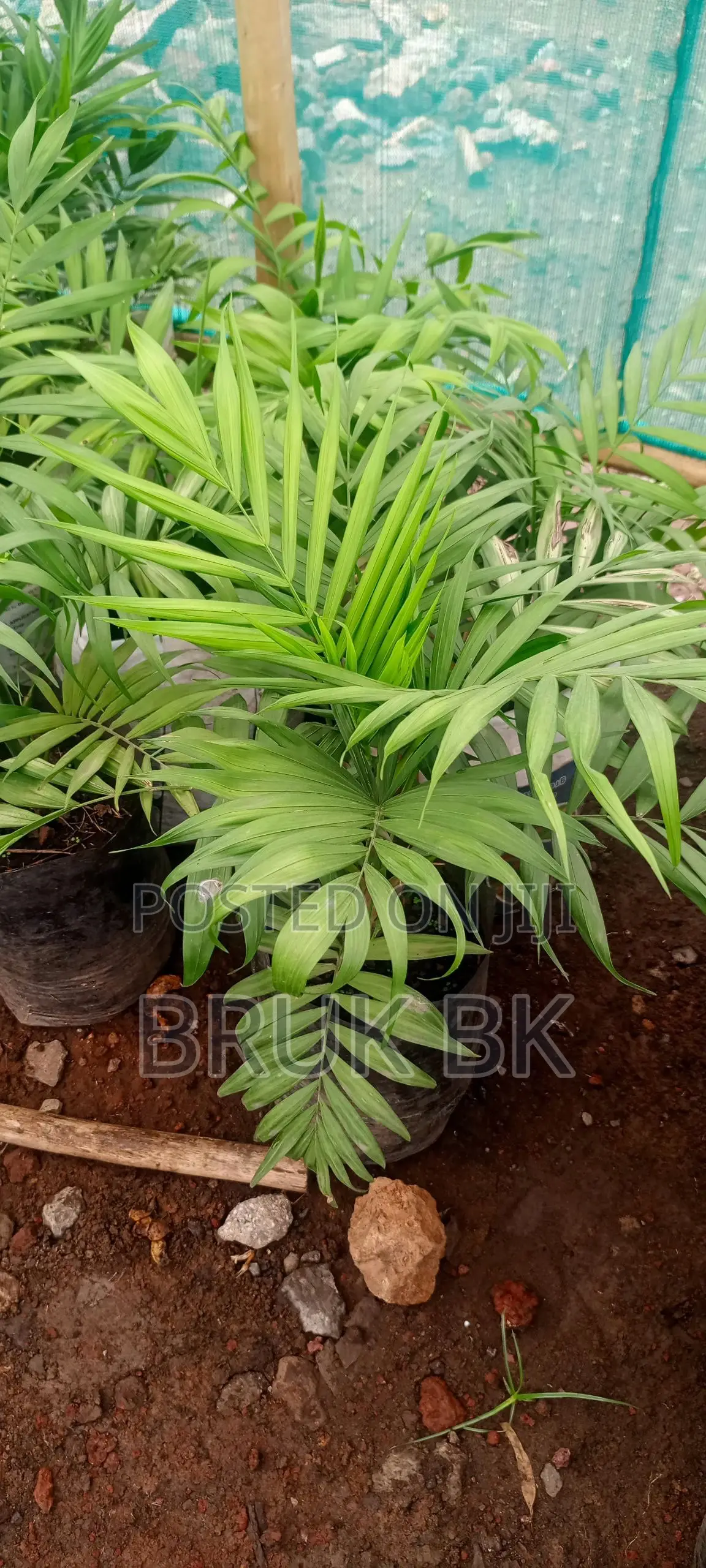 Chamaedorea Palm