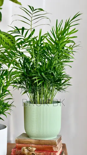 Chamaedorea Palm