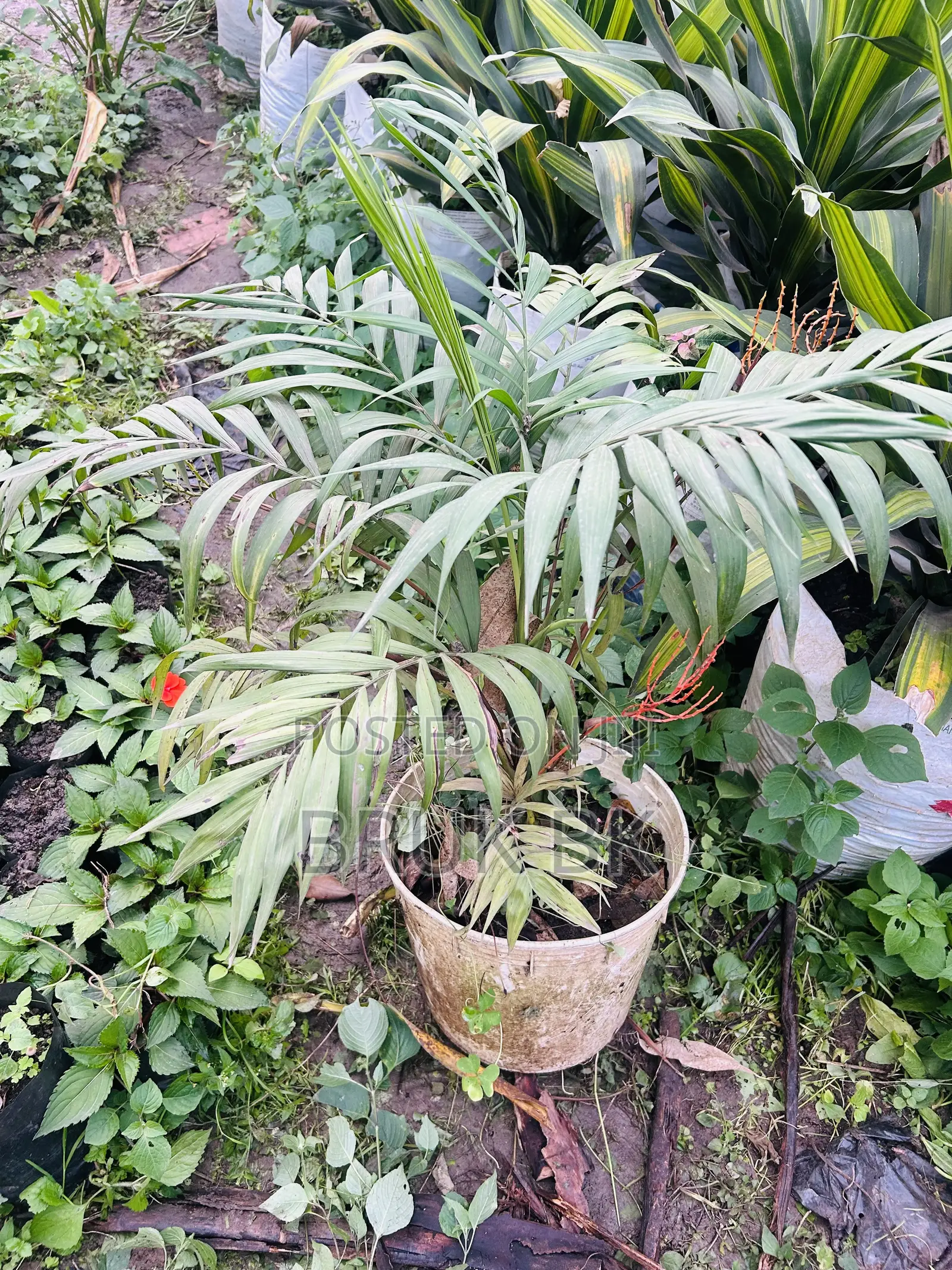 Chamaedorea Palm