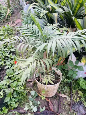 Chamaedorea Palm