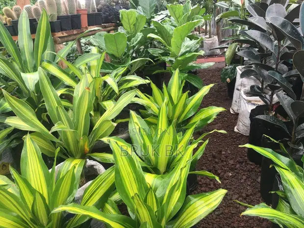 Dracaena Charley for sale - Bruk Bk  Price: ETB 5,000 on Jiji.com.et  [Nifas Silk-Lafto]