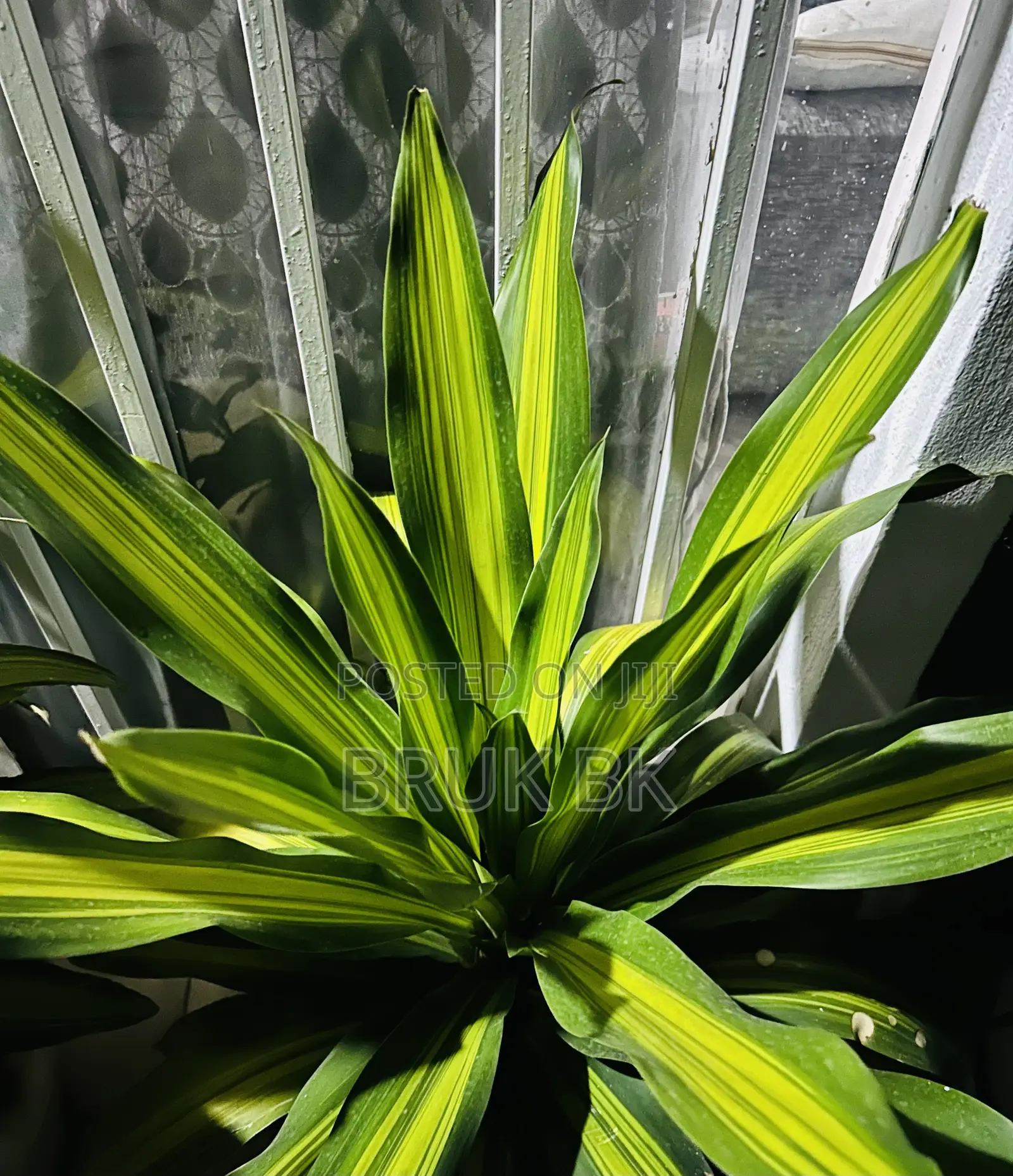 Dracaena Charley