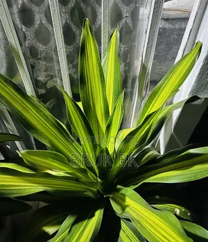 Photo - Dracaena Charley
