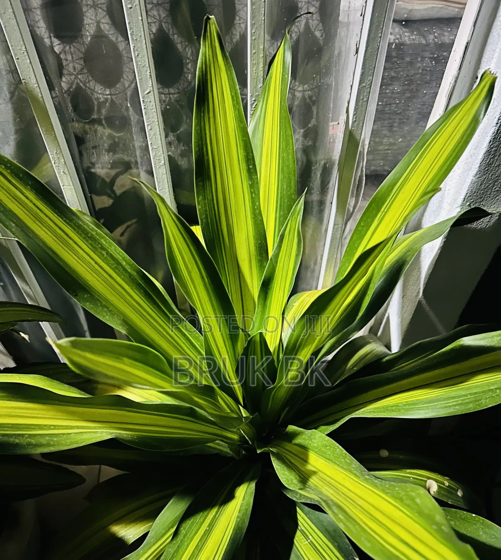 Dracaena Charley