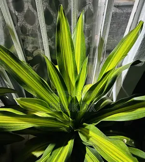 Dracaena Charley